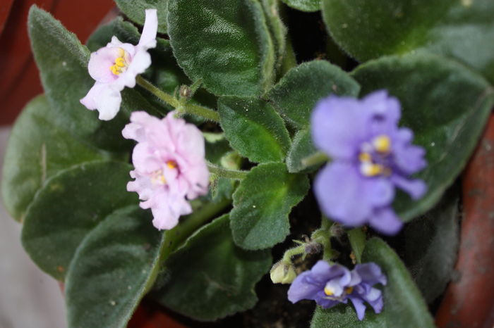 IMG_7252 - 2016 VARA