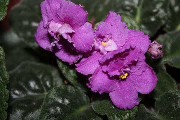 IMG_7255 - 2016 VARA