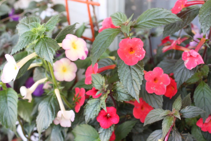 IMG_7259 - 2016 VARA