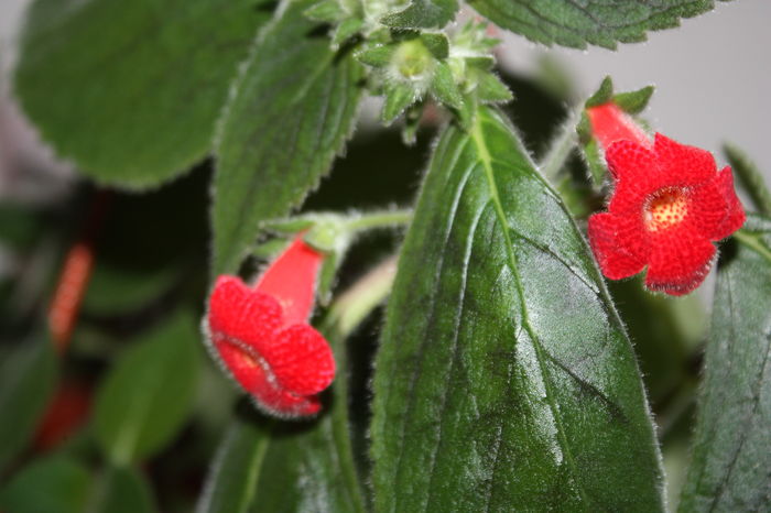 IMG_7265 - 2016 VARA