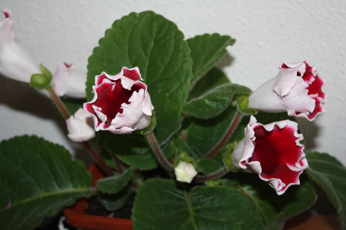 IMG_7276 - 2016 VARA