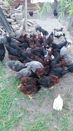 1469986107522-170020410