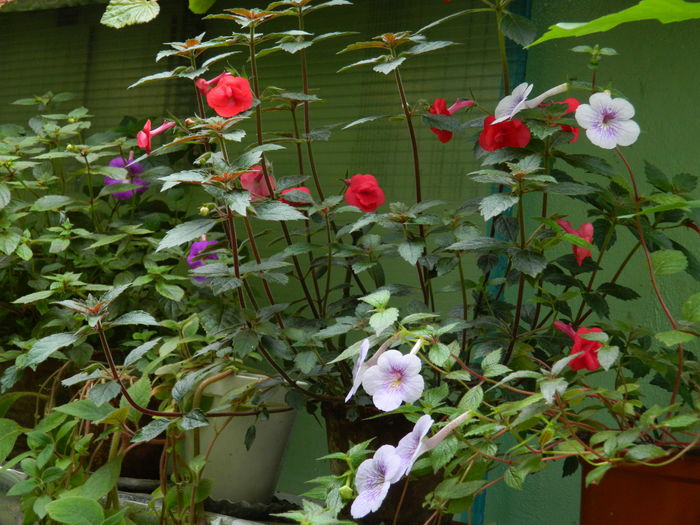 DSCN3124 - 2016 IULIE 3