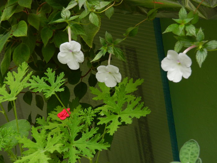 DSCN3125 - 2016 IULIE 3