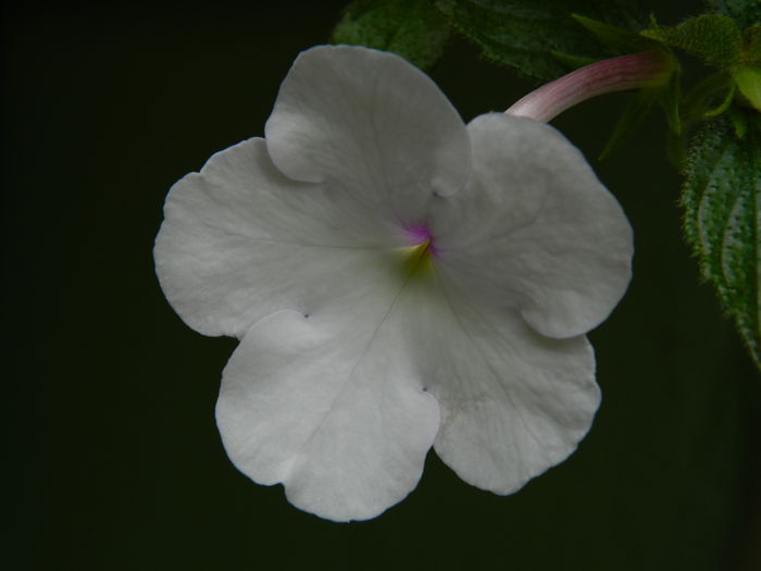 DSCN3126 - 2016 IULIE 3