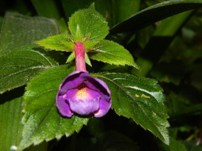 DSCN3129 - 2016 IULIE 3