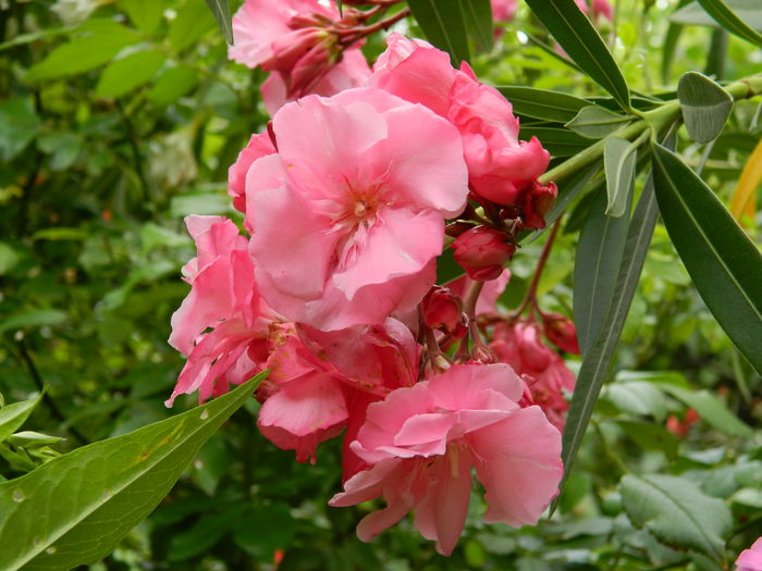 DSCN3138 - 2016 IULIE 3