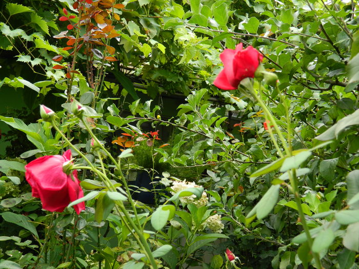 DSCN3144 - 2016 IULIE 3