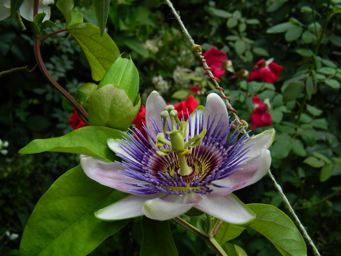 DSCN3148 - 2016 IULIE 3