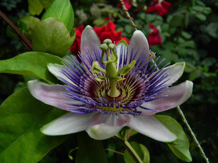 DSCN3152 - 2016 IULIE 3