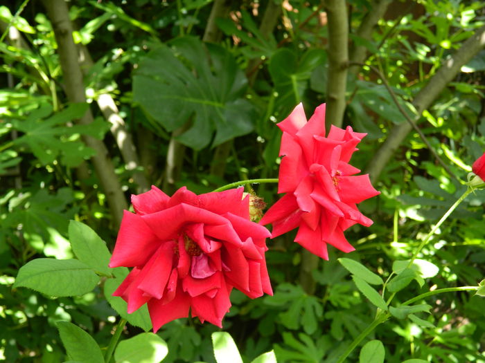 DSCN3165 - 2016 IULIE 3