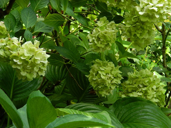 DSCN3172 - 2016 IULIE 3