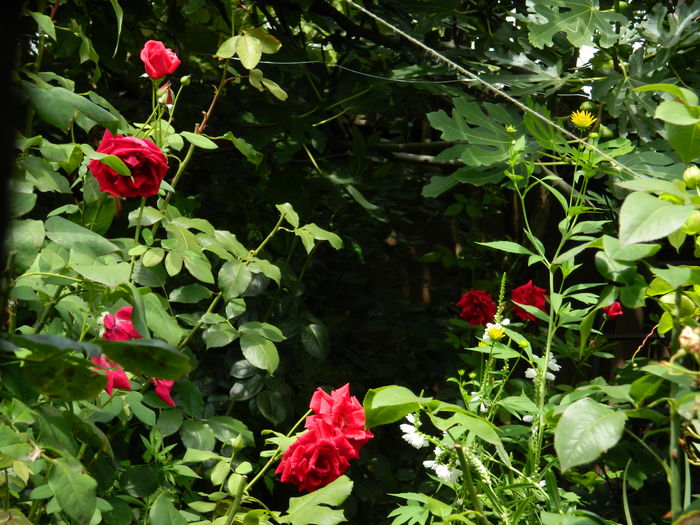 DSCN3173 - 2016 IULIE 3