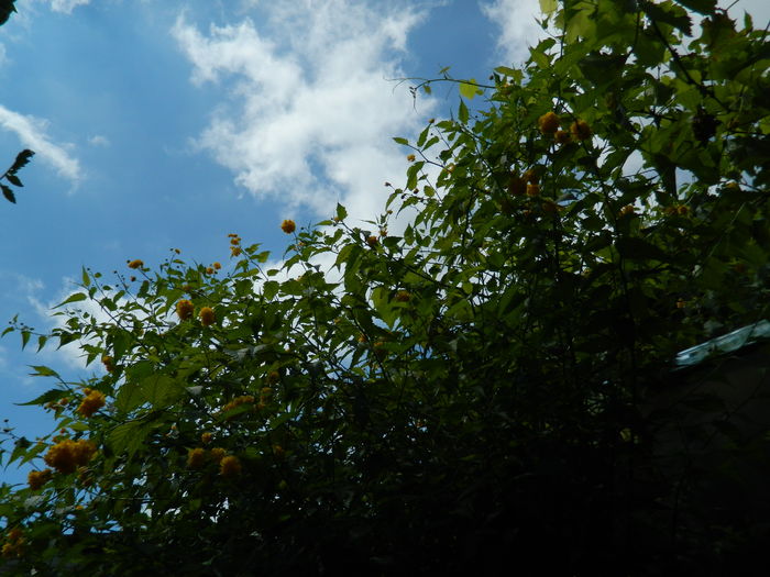 DSCN3193 - 2016 IULIE 3