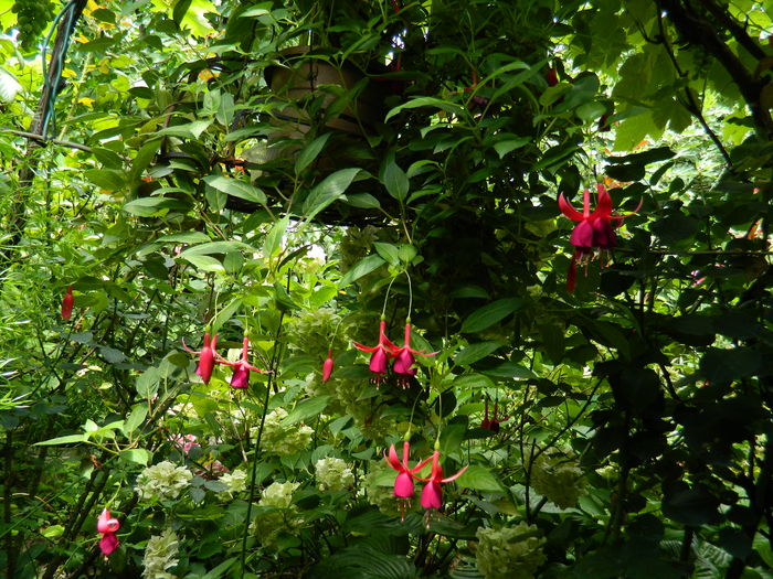 DSCN3196 - 2016 IULIE 3