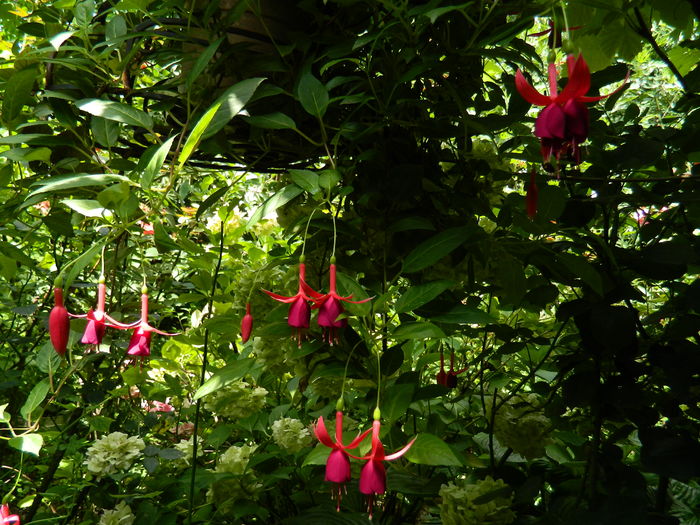 DSCN3197 - 2016 IULIE 3