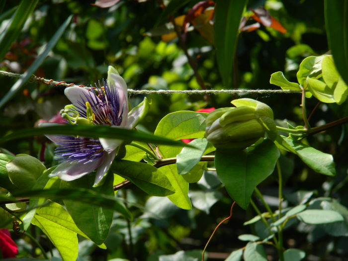 DSCN3203 - 2016 IULIE 3