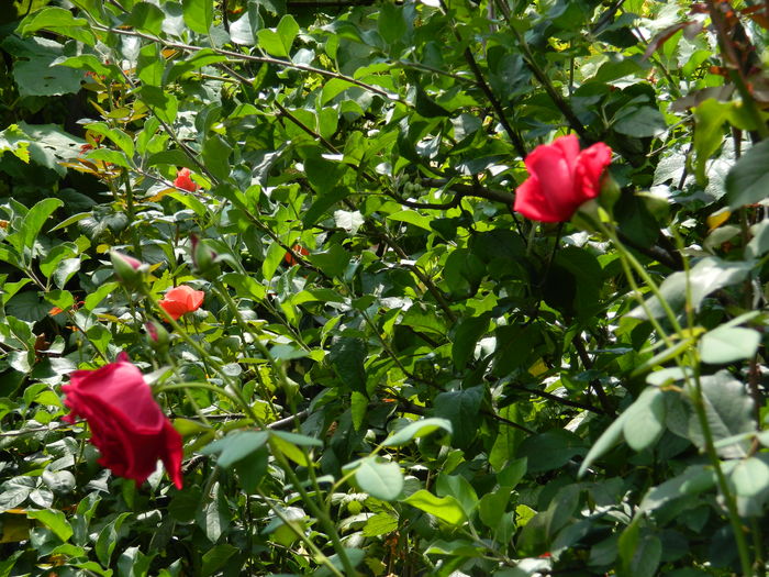 DSCN3204 - 2016 IULIE 3