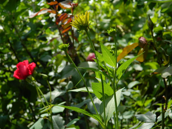 DSCN3207 - 2016 IULIE 3