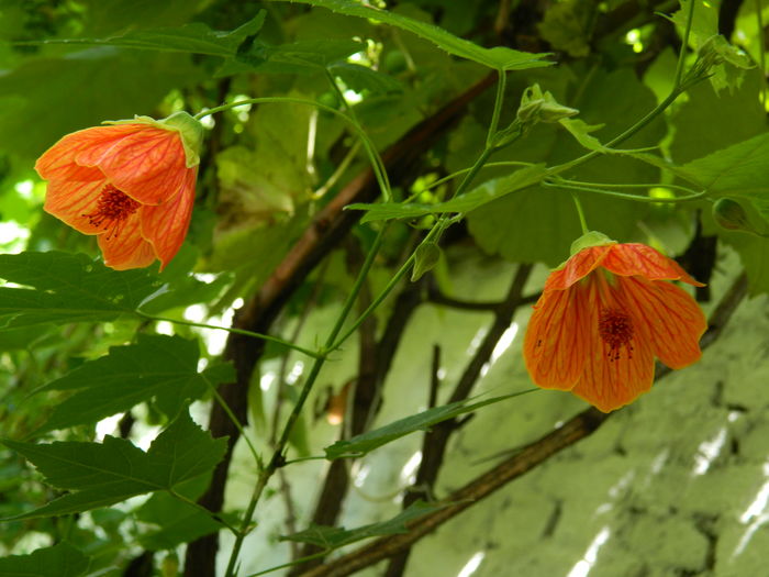 DSCN3210 - 2016 IULIE 3