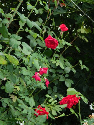 DSCN3222 - 2016 IULIE 3