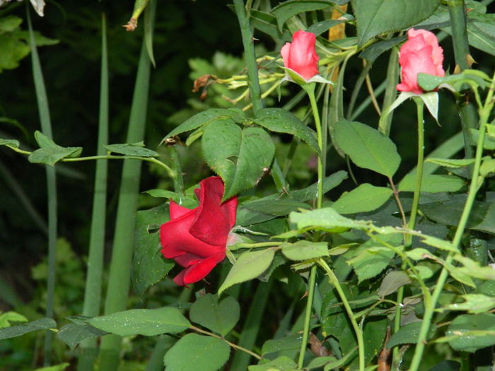 DSCN3225 - 2016 IULIE 3