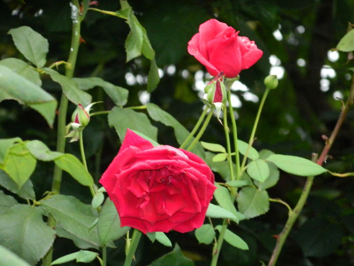 DSCN3226 - 2016 IULIE 3