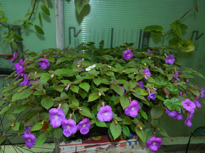 DSCN3232 - 2016 IULIE 3