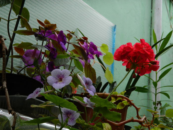 DSCN3233 - 2016 IULIE 3