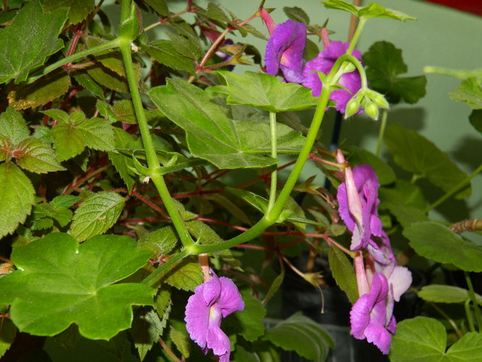 DSCN3242 - 2016 IULIE 3