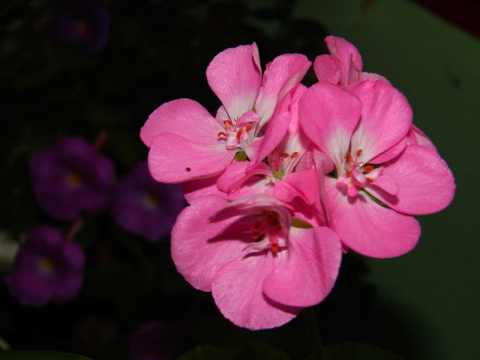 DSCN3245 - 2016 IULIE 3