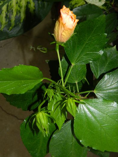 DSCN3246 - 2016 IULIE 3