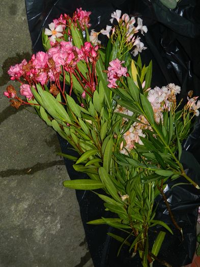 DSCN3248 - 2016 IULIE 3