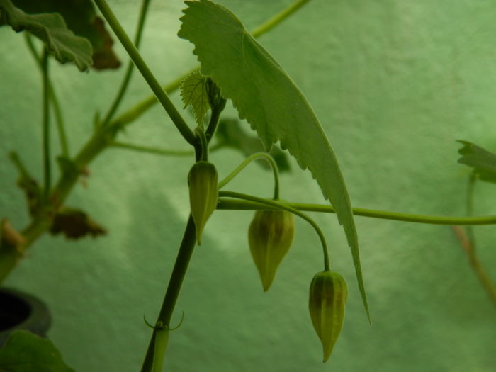 DSCN3262 - 2016 IULIE 3