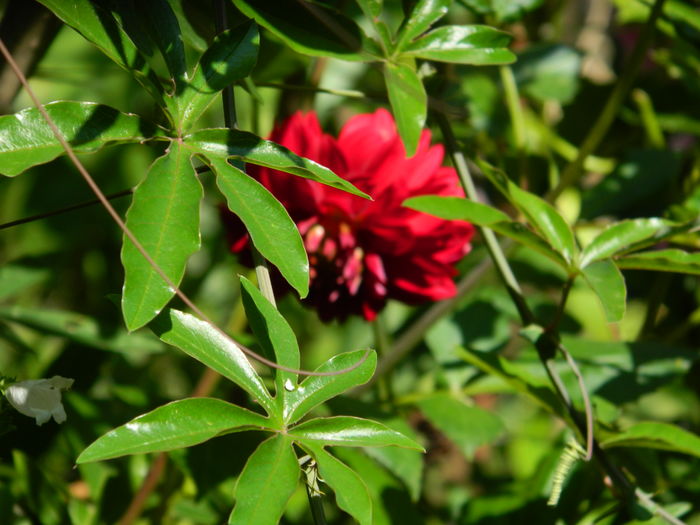 DSCN3266 - 2016 IULIE 3