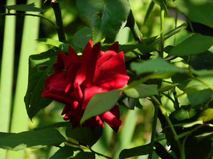 DSCN3268 - 2016 IULIE 3