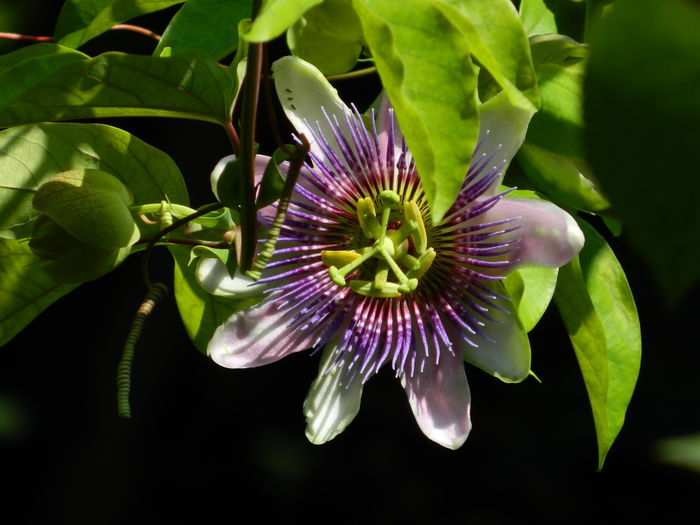 DSCN3271 - 2016 IULIE 3