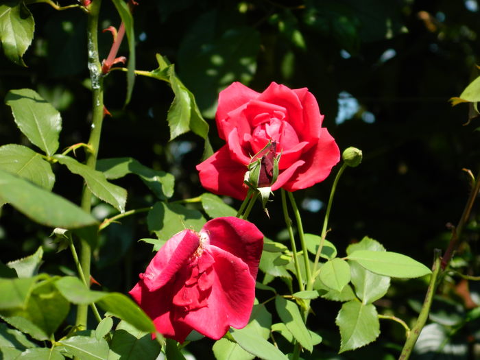 DSCN3272 - 2016 IULIE 3