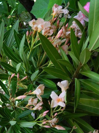 DSCN3280 - 2016 IULIE 3