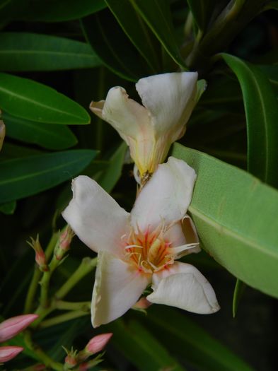 DSCN3281 - 2016 IULIE 3