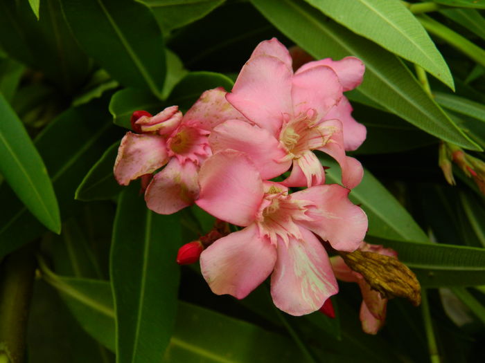 DSCN3282 - 2016 IULIE 3