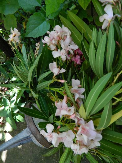 DSCN3288 - 2016 IULIE 3