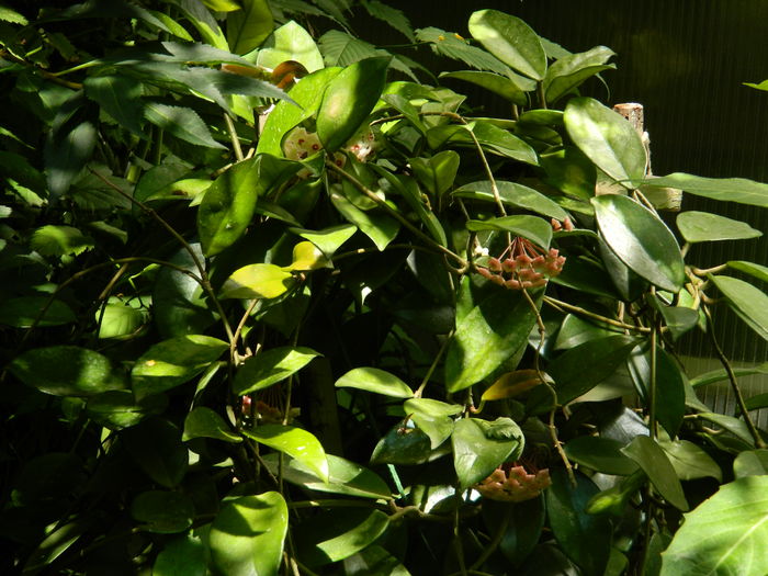 DSCN3293 - 2016 IULIE 3