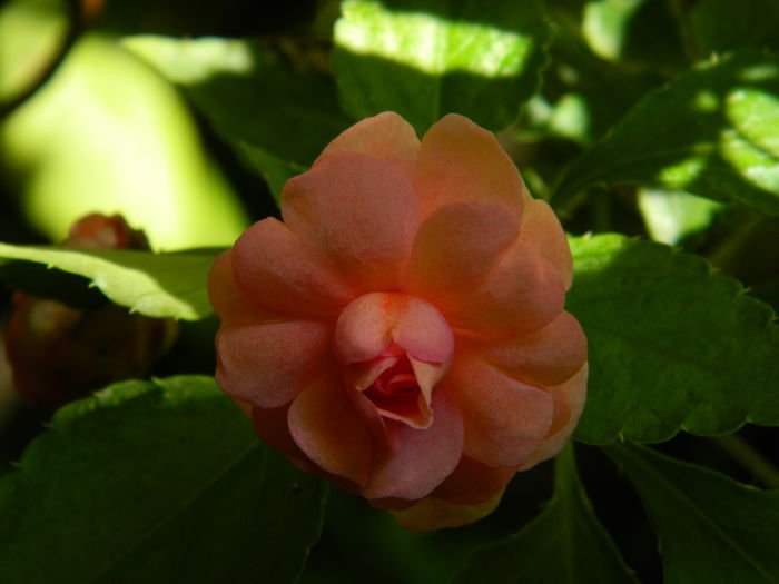 DSCN3294 - 2016 IULIE 3