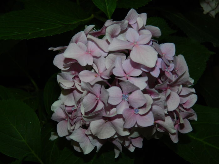 DSCN3298 - 2016 IULIE 3