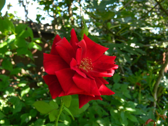 DSCN3304 - 2016 IULIE 3