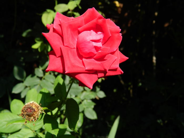 DSCN3305 - 2016 IULIE 3