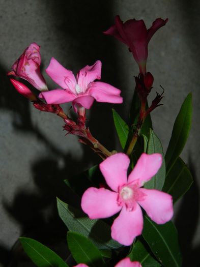 DSCN3307 - 2016 IULIE 3