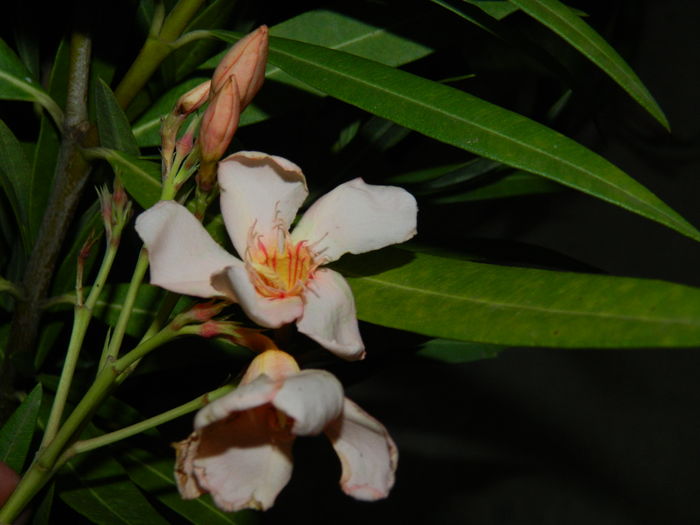 DSCN3310 - 2016 IULIE 3