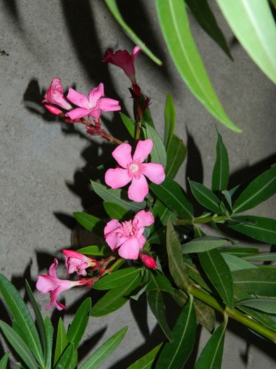 DSCN3312 - 2016 IULIE 3